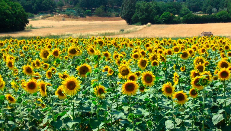 Bttq-tuscany-biking-9